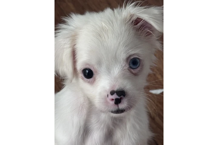 $250 : Chihuahua de pelo largo image 1
