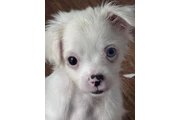 Chihuahua de pelo largo en Los Angeles