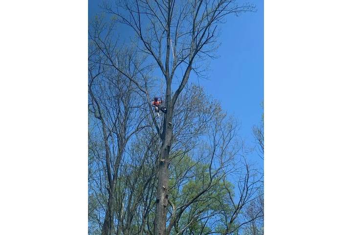 Happy Tree Services INC image 9