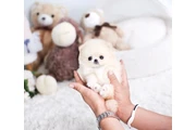 Micro Pomerania en New York