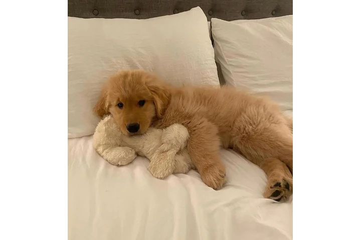 $230 : Super Golden Retriever image 1