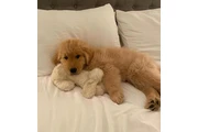Super Golden Retriever en Paterson