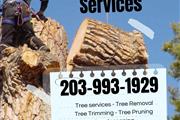 RAMIREZ TREE SERVICES en Fairfield