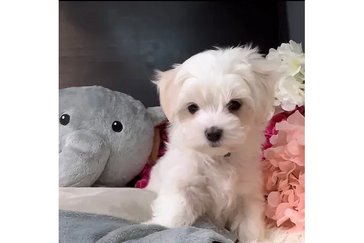 $150 : Teacup puppy image 3