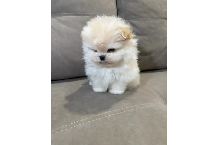 $350 : Pomerania macho y hembra image 4