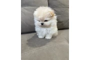 $350 : Pomerania macho y hembra thumbnail