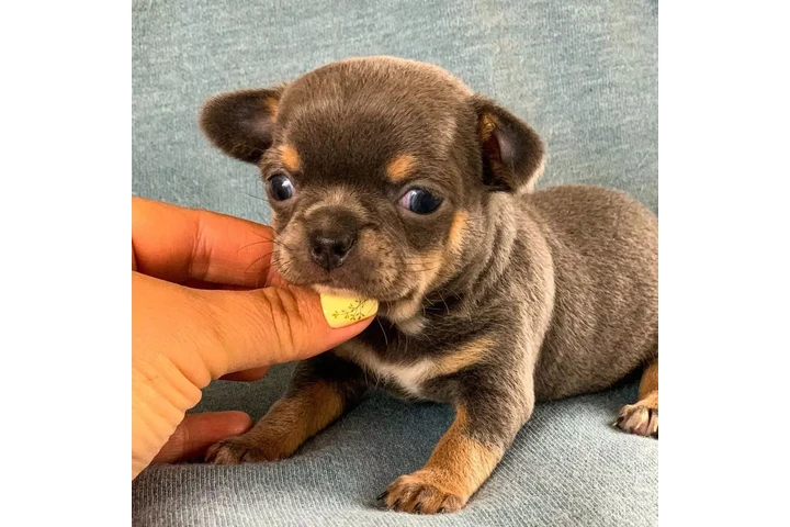 $350 : chihuahua en venta image 4