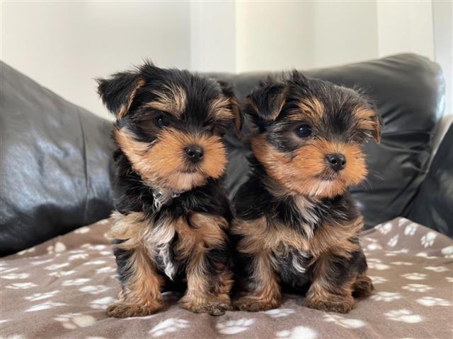 $500 : Cachorros Yorkie de calidad image 2