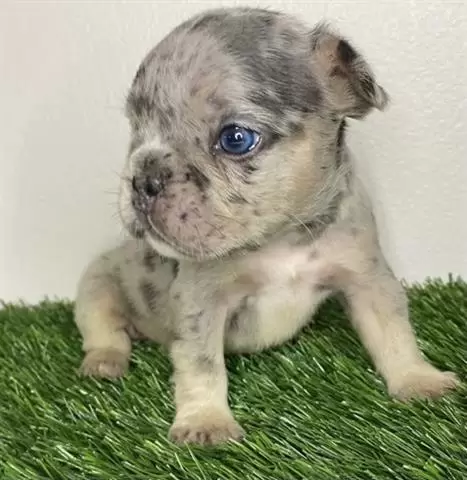 $420 : French bulldog puppy for sale image 2