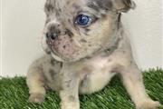 $420 : French bulldog puppy for sale thumbnail