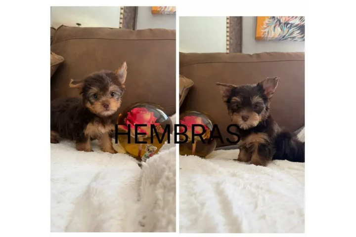 🐶 Cachorritos Yorkshire 🐶 image 1