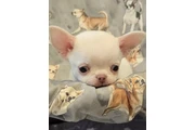 $350 : Cachorros Chihuahua en venta thumbnail