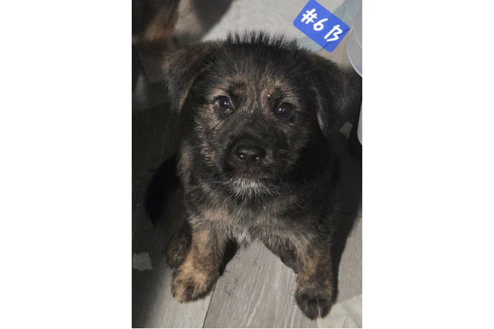 Perritos de 2 meses⁹ image 5