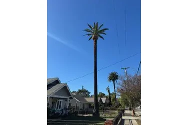 SERVICIO COMPLETO DE ÁRBOLES en Los Angeles