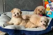 $450 : Amazing Micro Maltese Availab thumbnail