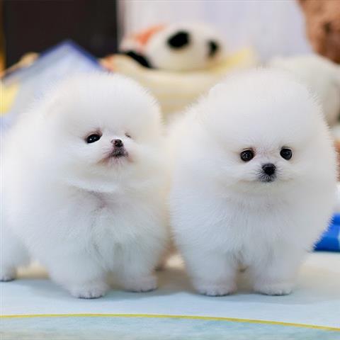 $350 : Pomerania en venta image 1