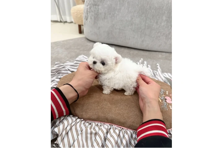 $350 : Teacup  bichonfrise image 2