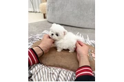 $350 : Teacup  bichonfrise thumbnail