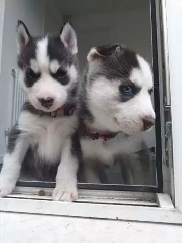 Cachorros husky! image 1