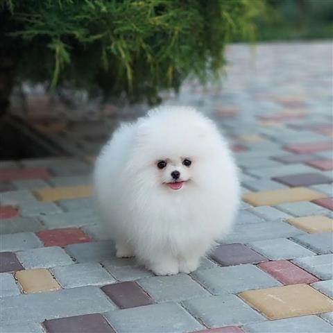 $800 : CACHORROS POMERANIA image 3