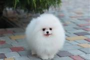 $800 : CACHORROS POMERANIA thumbnail