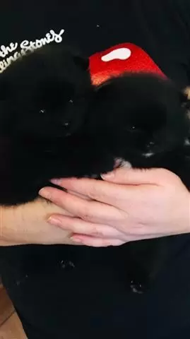 Kc Champion Pomeranian Puppies image 1