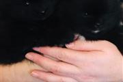 Kc Champion Pomeranian Puppies thumbnail