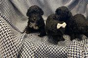 PUREBREED POODLE PUPS thumbnail