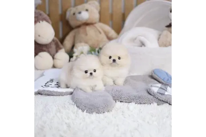 $200 : Pomeranian puppy image 5