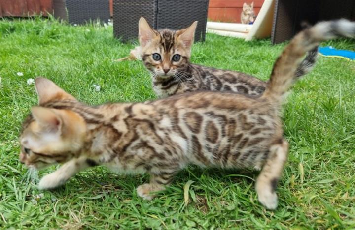 $100 : sweet Leopard Bengal Kittens ❤ image 1