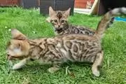 sweet Leopard Bengal Kittens ❤