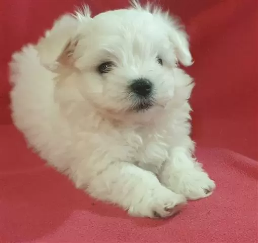 $400 : Quality Maltese Puppies. image 2