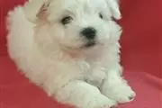 $400 : Quality Maltese Puppies. thumbnail