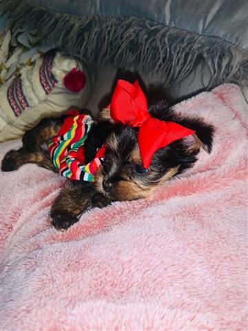 $150 : two tcup yorkie's avail here image 1