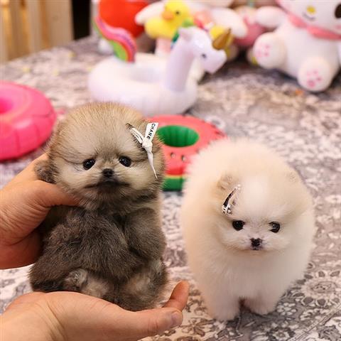 $350 : Cachorros Pomerania en venta image 3