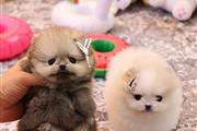 $350 : Cachorros Pomerania en venta thumbnail