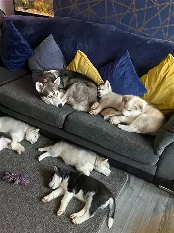 $600 : Adorable husky puppies image 2