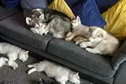 $600 : Adorable husky puppies thumbnail