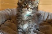 $600 : Encantador gatito Maine Coon thumbnail