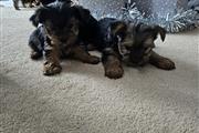 $500 : AdorableYorkie Puppies thumbnail