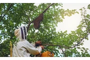 CONTROL DE ABEJAS, BEE REMOVAL thumbnail