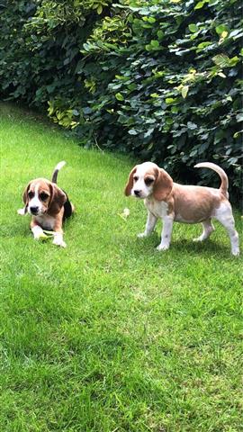 $500 : AKC Beagle Puppies Available image 1