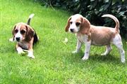 AKC Beagle Puppies Available en Milwaukee