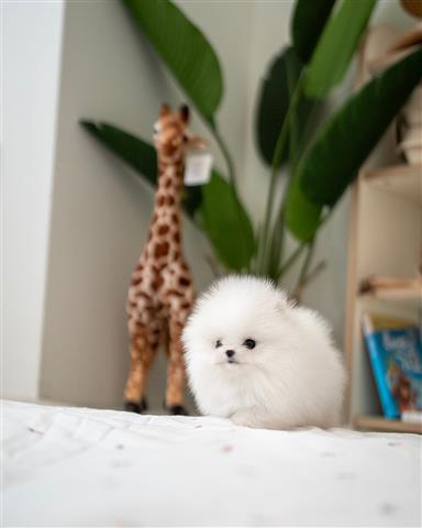 $300 : Pomeranian puppies for sale image 1
