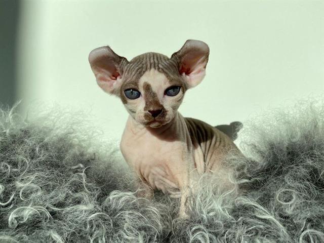 $600 : Male and Female Sphynx kittens image 4