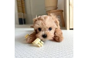 $350 : Cachorro Maltipoo taza de téCa thumbnail
