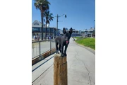 Pastor aleman en Los Angeles