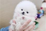 $350 : Pomeranian AcK thumbnail