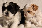 Cachorros Shihtzu en venta en Newark