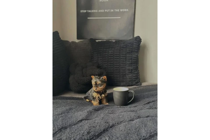 $400 : Rescue Yorkie for sale. image 3